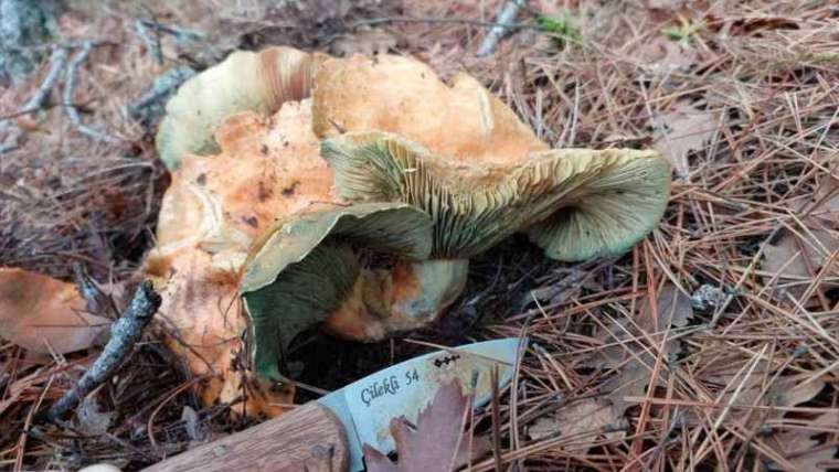 Mantar Toplamaya Giden Vatandaş 17 Cm Dev Kalınca Mantarı Görünce Şaşkına Döndü 1