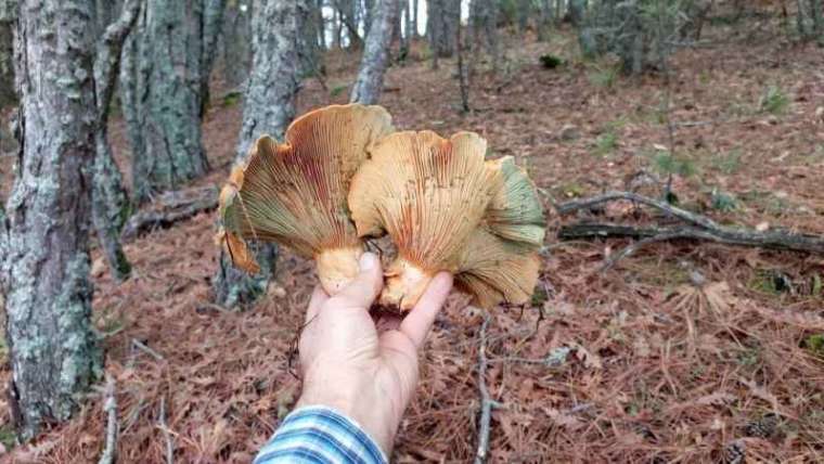 Mantar Toplamaya Giden Vatandaş 17 Cm Dev Kalınca Mantarı Görünce Şaşkına Döndü 3