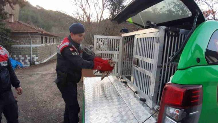 Jandarmanın Yaralı Bulduğu Şahin Tedavide 2