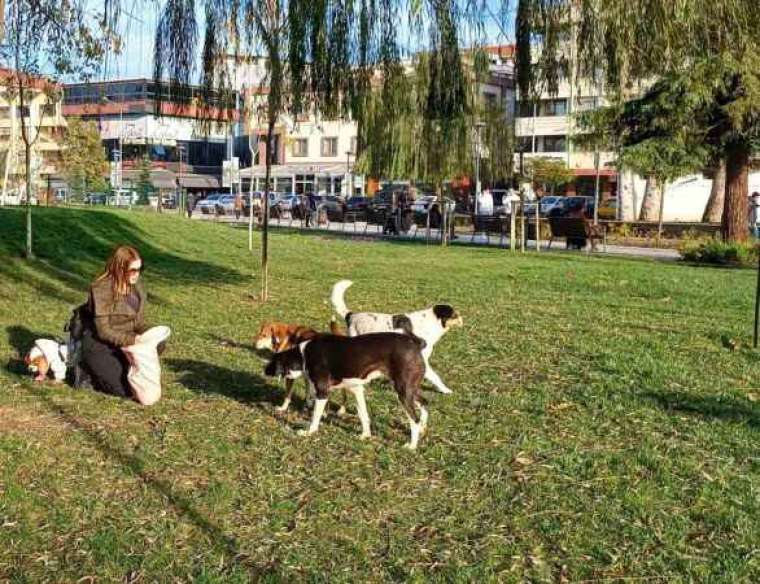 Köpeğine Doğum Günü Yapmıştı, Gelen Hediye Mamaları Sokak Hayvanlarına Dağıttı 1