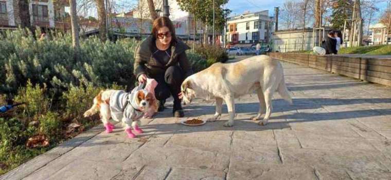 Köpeğine Doğum Günü Yapmıştı, Gelen Hediye Mamaları Sokak Hayvanlarına Dağıttı 2