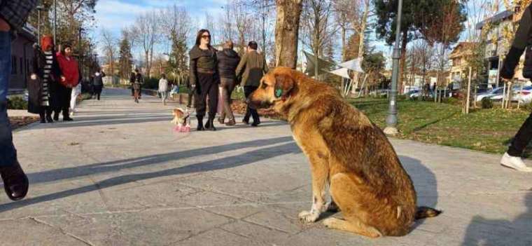 Köpeğine Doğum Günü Yapmıştı, Gelen Hediye Mamaları Sokak Hayvanlarına Dağıttı 4