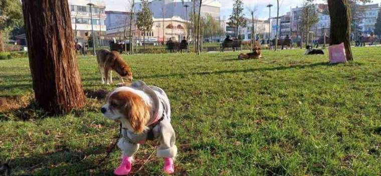 Köpeğine Doğum Günü Yapmıştı, Gelen Hediye Mamaları Sokak Hayvanlarına Dağıttı 7