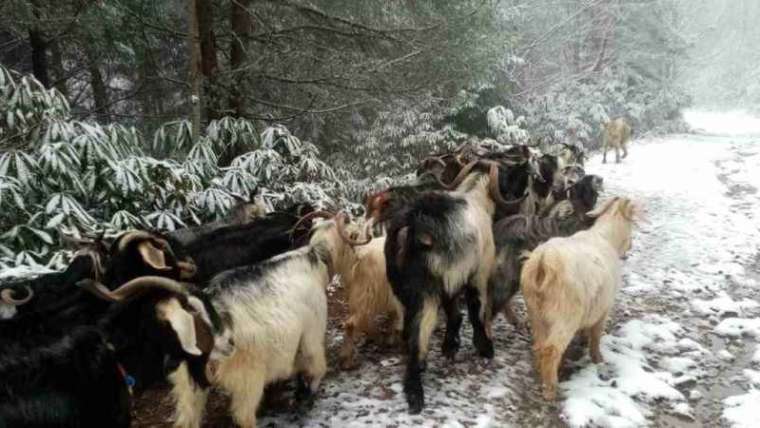 Sakarya Beyaza Büründü 2