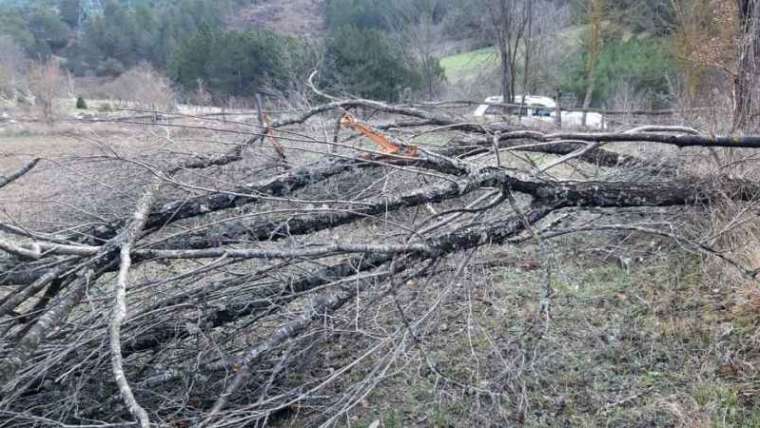 Bolu'da Rüzgar Nedeniyle Birçok Ağaç Devrildi 2