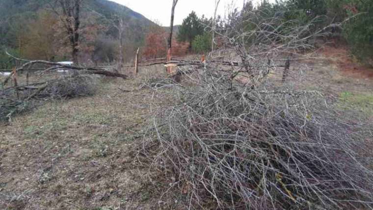 Bolu'da Rüzgar Nedeniyle Birçok Ağaç Devrildi 5