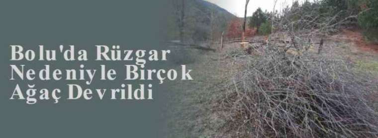 Bolu'da Rüzgar Nedeniyle Birçok Ağaç Devrildi 6