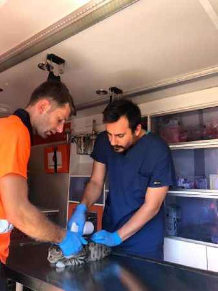 Gebze’de 10 bin 939 yaralı ve hasta hayvanın tedavisi yapıldı 3