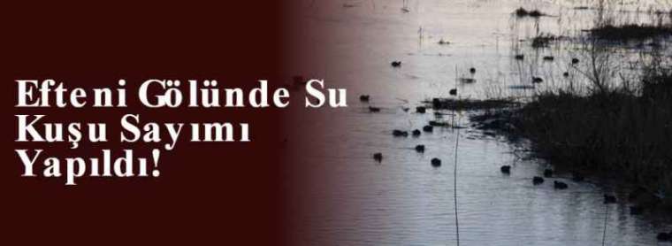 Efteni Gölünde Su Kuşu Sayımı Yapıldı! 5