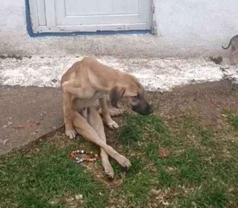 "Yürüyemez" Dendi, 1,5 Ayda Ayağa Kalktı! 2