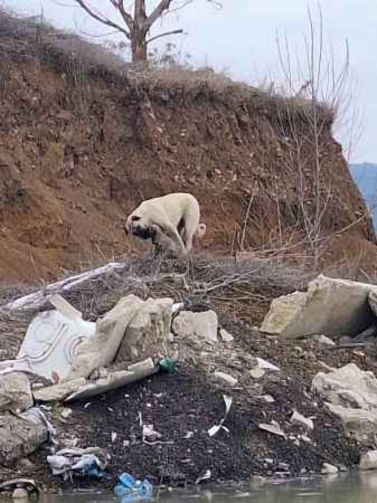 Mahsur Kalan Yavru Köpeklerin İmdadına İtfaiye Yetişti' 2