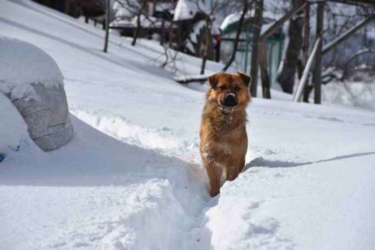 Beyaz Örtüyle Kaplanan Mahallede Poşetlerle Kayarak Eğlendiler! 5