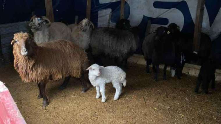 Düzce'de Bu Yıl 3 Kez Bakın Ne Yapılacak! 2