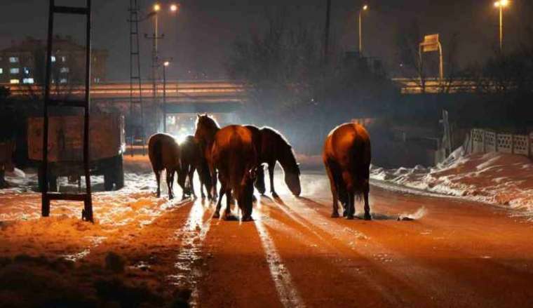 Bolu'da Aç Kalan Yılkı Atları Şehir Merkezine Kaçtı 1