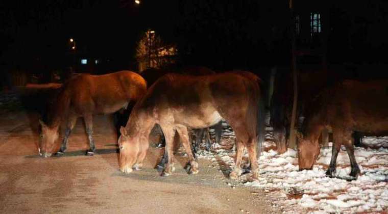 Bolu'da Aç Kalan Yılkı Atları Şehir Merkezine Kaçtı 2