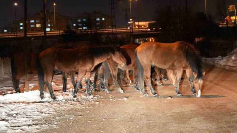 Bolu'da Aç Kalan Yılkı Atları Şehir Merkezine Kaçtı 6