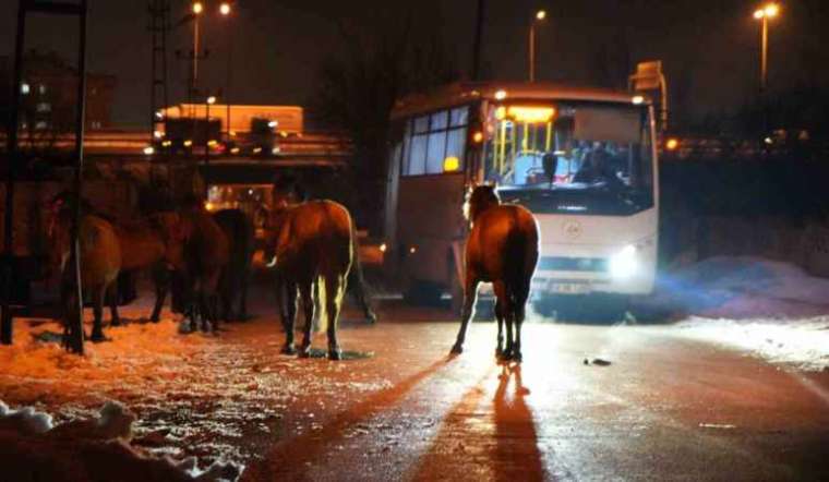 Bolu'da Aç Kalan Yılkı Atları Şehir Merkezine Kaçtı 4