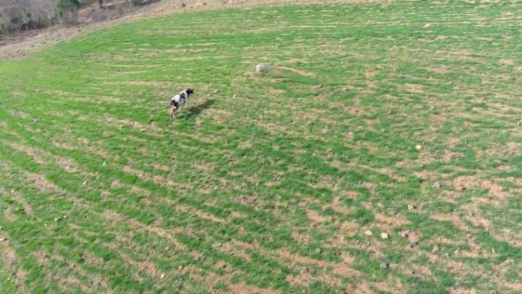 Dronla İneği Kovaladığı Anları Böyle Anlattı: 2