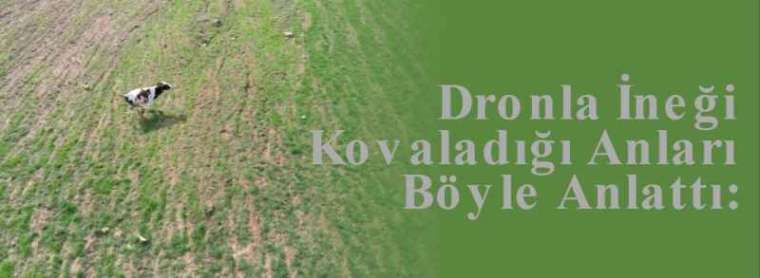 Dronla İneği Kovaladığı Anları Böyle Anlattı: 7