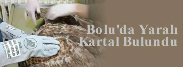 Bolu'da Yaralı Kartal Bulundu 3