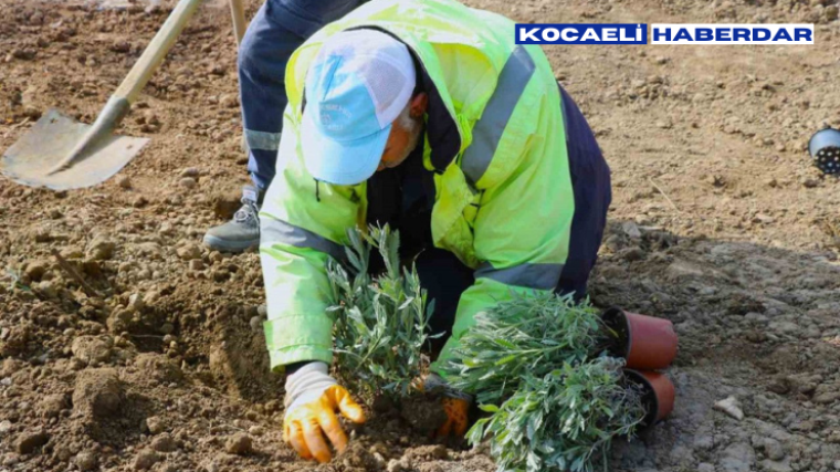 Kocaeli Büyükşehir Belediyesi'nden 800 Fidan 3