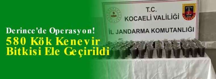 Derince'de Operasyon! 580 Kök Kenevir Bitkisi Ele Geçirildi 3