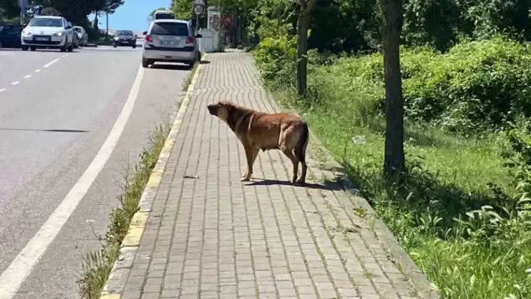  Kocaeli'nde Dehşet! Sokak Köpekleri Yavru Köpeği ve Kediyi Parçaladı, Mahalleli Korku İçinde! 2