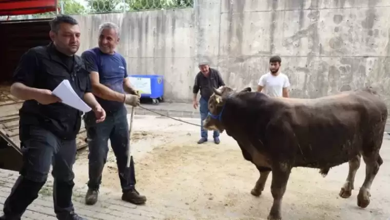 İzmit Modern Hayvan Pazarına Kurbanlıklar Geliyor... 3