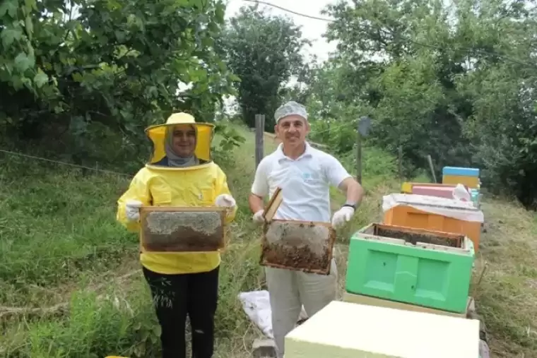 Düzce’de Kestane Balı Sağımı Başladı 2