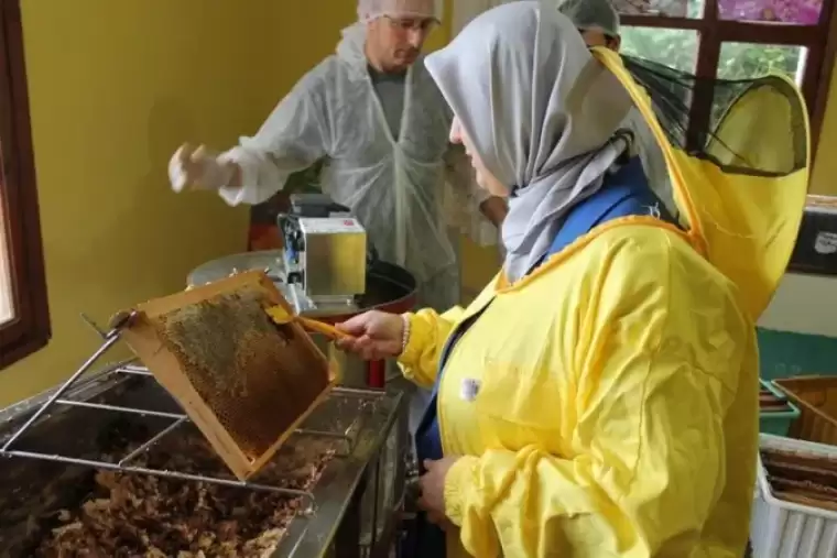 Düzce’de Kestane Balı Sağımı Başladı 4