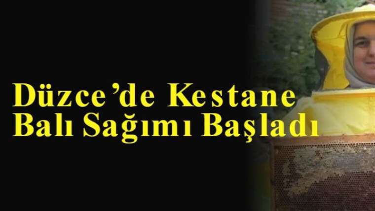 Düzce’de Kestane Balı Sağımı Başladı 6