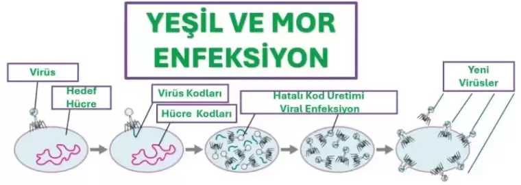 Yeşil ve Mor Enfeksiyon