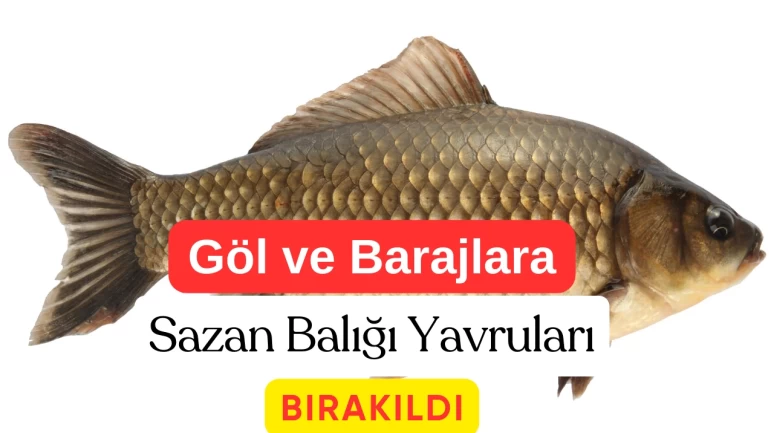 Muş Göl ve Barajlarına 4 Milyon Sazan Yavrusu Bırakıldı: Ekonomiye Can Suyu