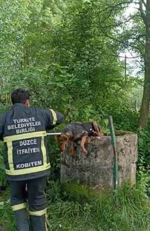 Kuyuya düşen köpek böyle kurtarıldı