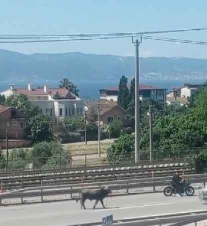 Sahibinin elinden kaçan dana D-100’ü birbirine kattı