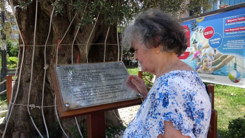 Kilometrelerce uzaklıktan getirilen 600 yıllık zeytin ağacının hikayesi