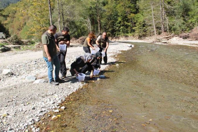 Düzce Haberleri: Alabalıklar Suya Salındı