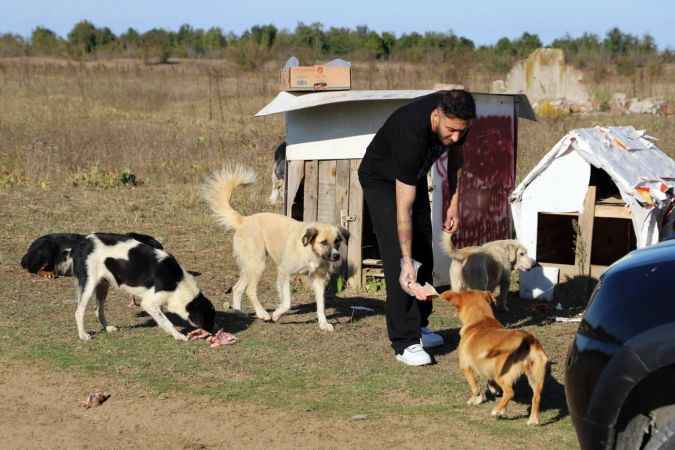 Sakarya Haber: Vatandaşlar Sahipsiz Köpeklerden Şikayetçi!