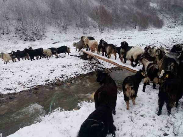 Sakarya Beyaza Büründü