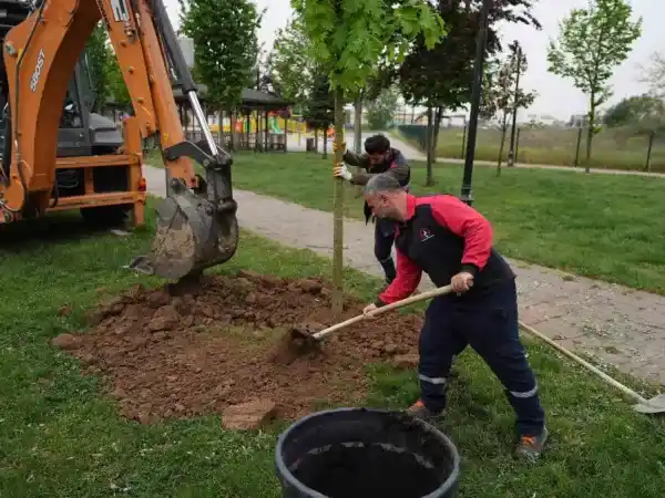 Düzce'de Son 5 yılda 7 bin 140 Ağaç Dikildi...