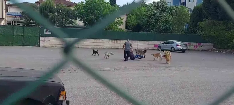 İzmit'te Sokak Ortasında 10 Köpeğin Saldırısına Uğradı...