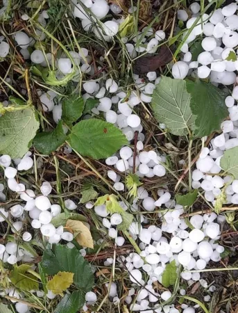 Sakarya'da dolu Tarlalara Zarar Verdi...