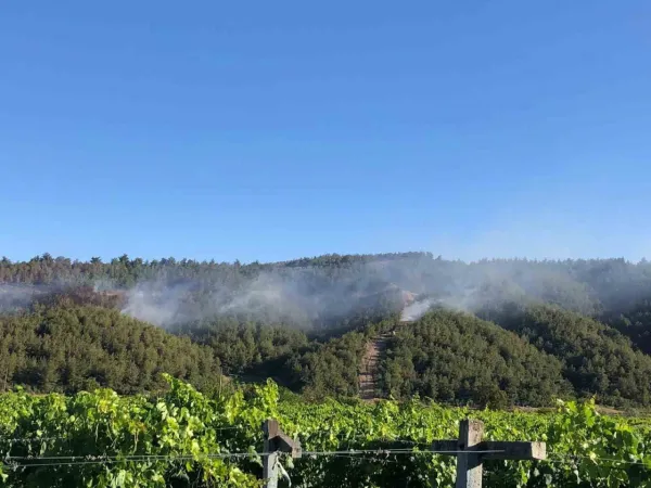 Sakarya’da Ormanlık Alanda Yangın