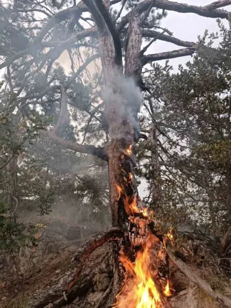 BOLU'DA YILDIRIMIN ORMANI YAKMASINI ENGELLEDİ