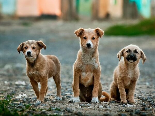 Başıboş Sokak Köpekleri İçin Yeni Düzenleme Meclis'te Kabul Edildi