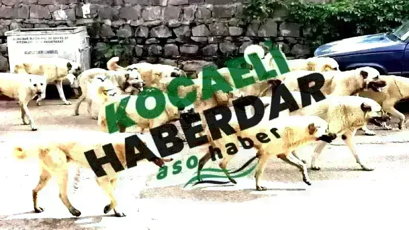 Sokak Köpekleri İçin Radikal Karar! Meclis'ten Geçen 5. Madde Herkesi Şaşırttı!