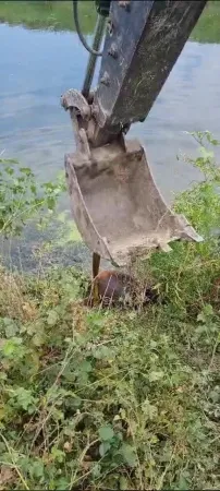 Düzce’nin Cumayeri İlçesinde Melen Çayına Düşen Büyükbaş Hayvanın İmdadına Cumayeri Belediyesi İtfaiye Ekipleri Yetişti.