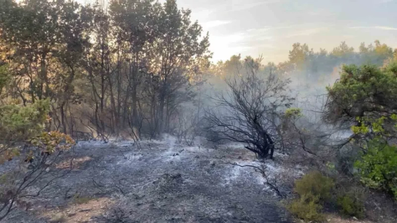 Gebze’de Ormanlık Alanda Yangın Çıktı