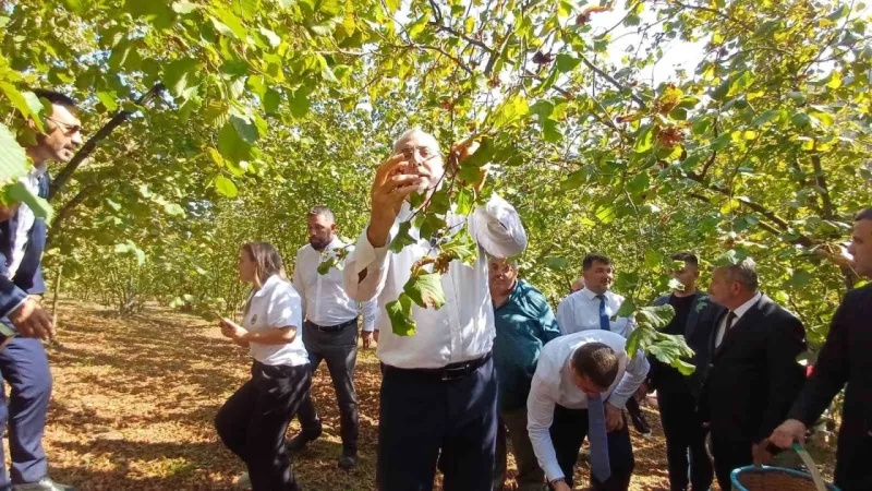 Bakan Işıkhan, İşçilerle Birlikte Fındık Topladı