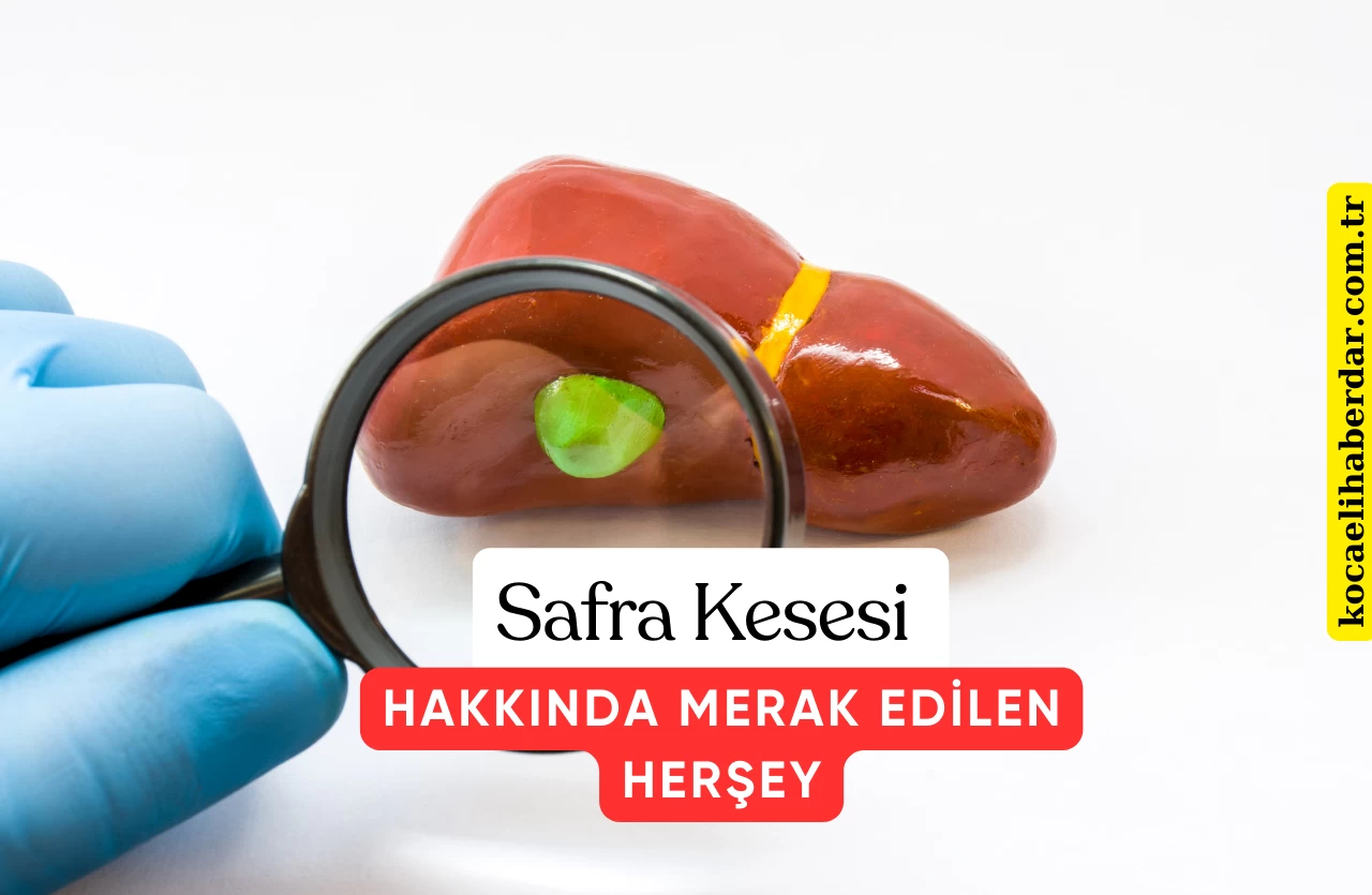 Safra Kesesi Nedir Safra Kesesi Hakkında Merak Edilenler